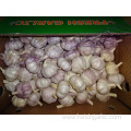 Normal White Garlic New Crop From Jinxiang